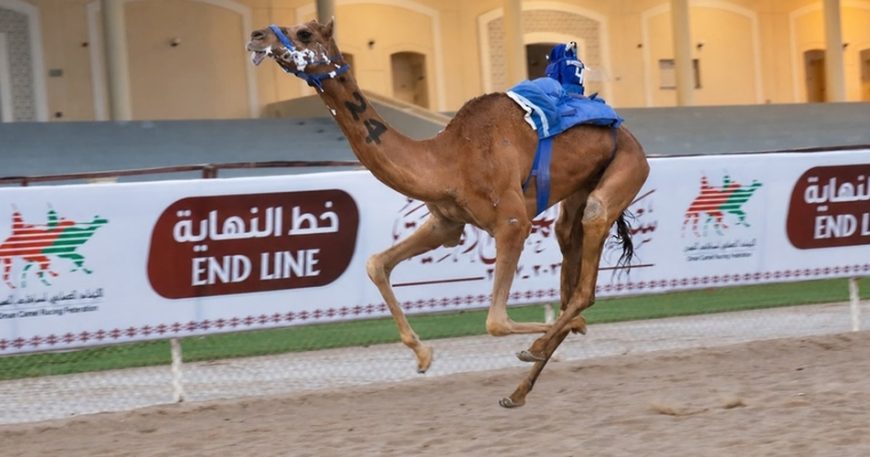 Second Leg of Races Among Privately-Owned Camels Concludes in Barka