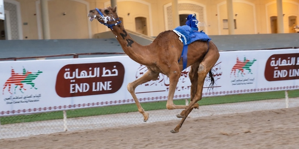 Second Leg of Races Among Privately-Owned Camels Concludes in Barka 3 64329 moi622715752